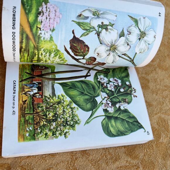 Trees a Guide to Familiar American Trees: 143 Trees in Color - Picture 6 of 8